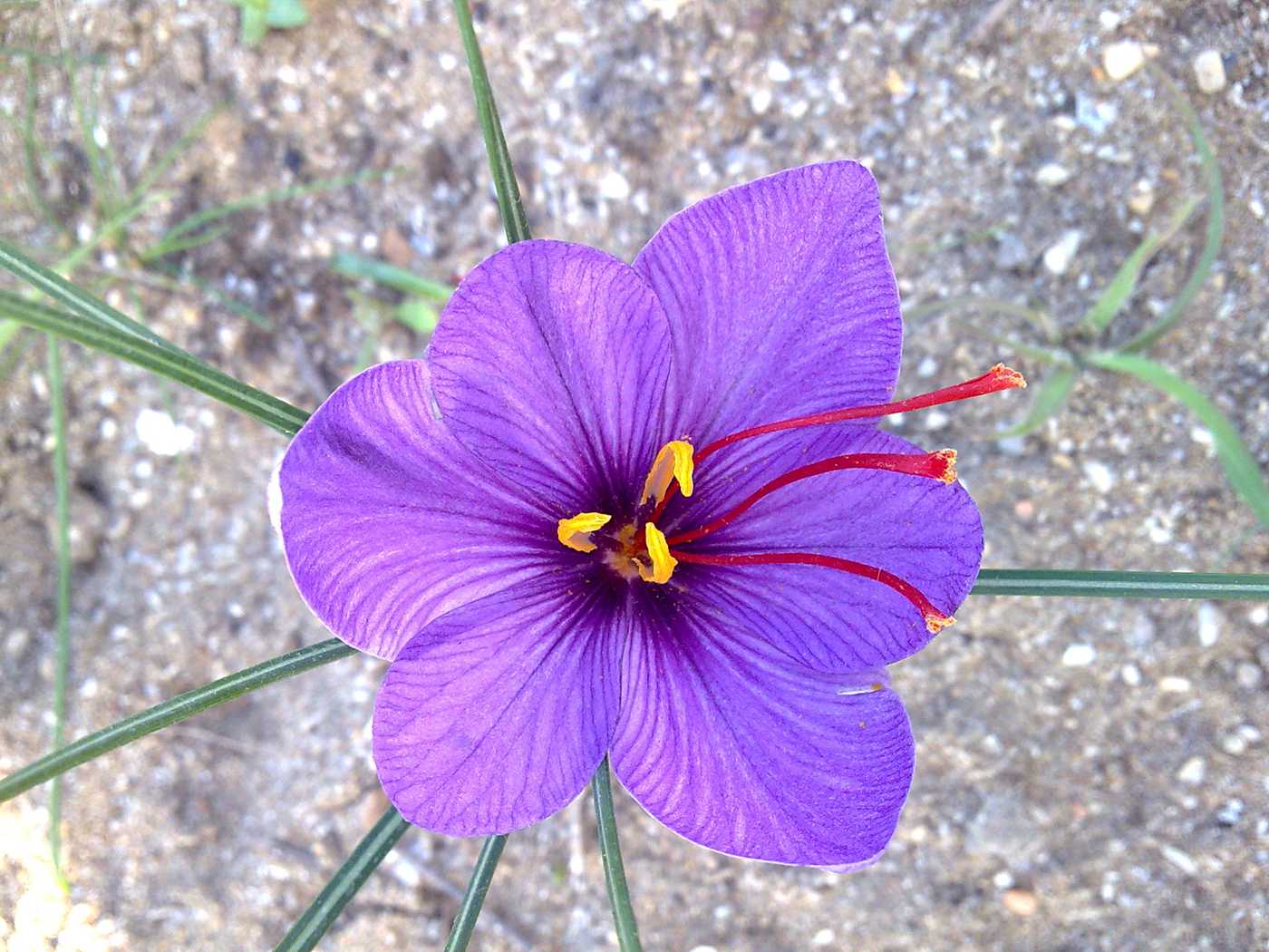 Image of Crocus sativus specimen.