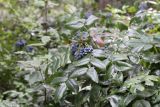 Mahonia aquifolium