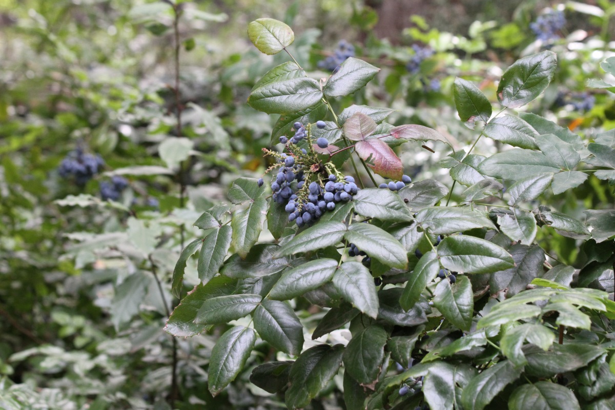 Image of Mahonia aquifolium specimen.