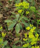 Euphorbia amygdaloides