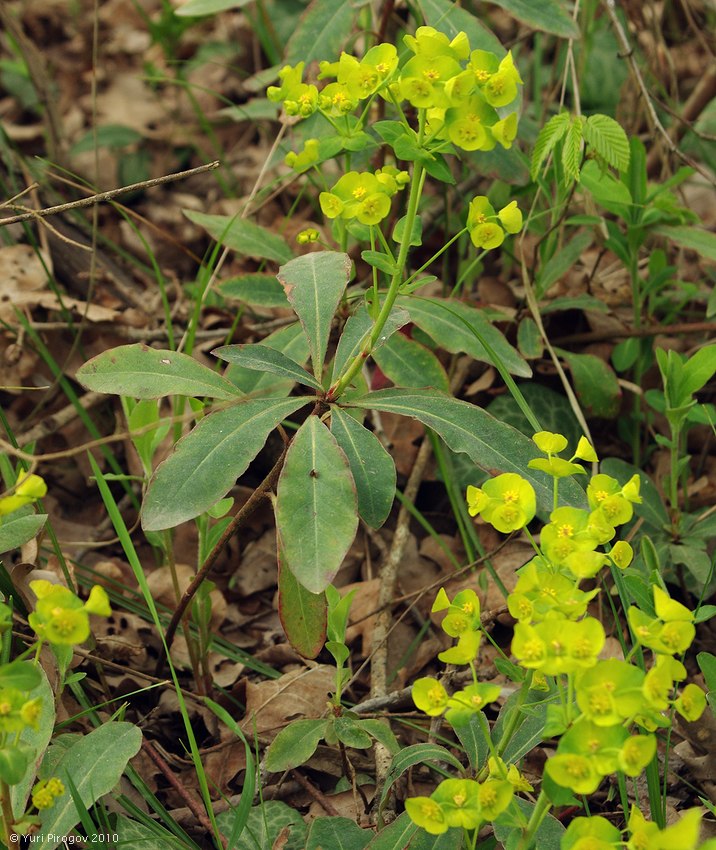 Image of Euphorbia amygdaloides specimen.