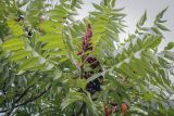 Rhus typhina