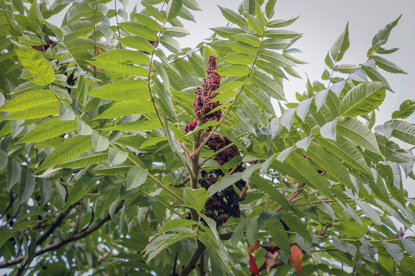 Изображение особи Rhus typhina.