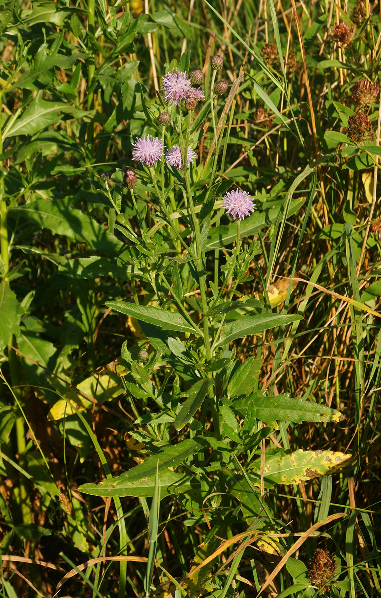 Изображение особи Cirsium setosum.