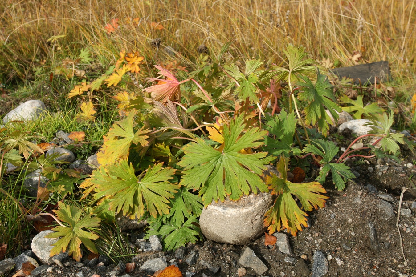 Изображение особи Geranium pratense.