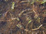 Myriophyllum verticillatum