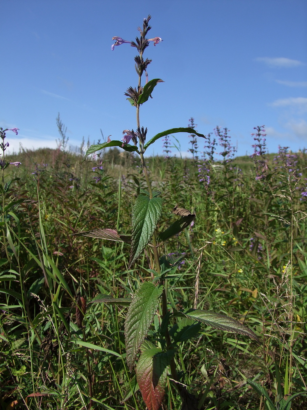 Image of Nepeta sibirica specimen.