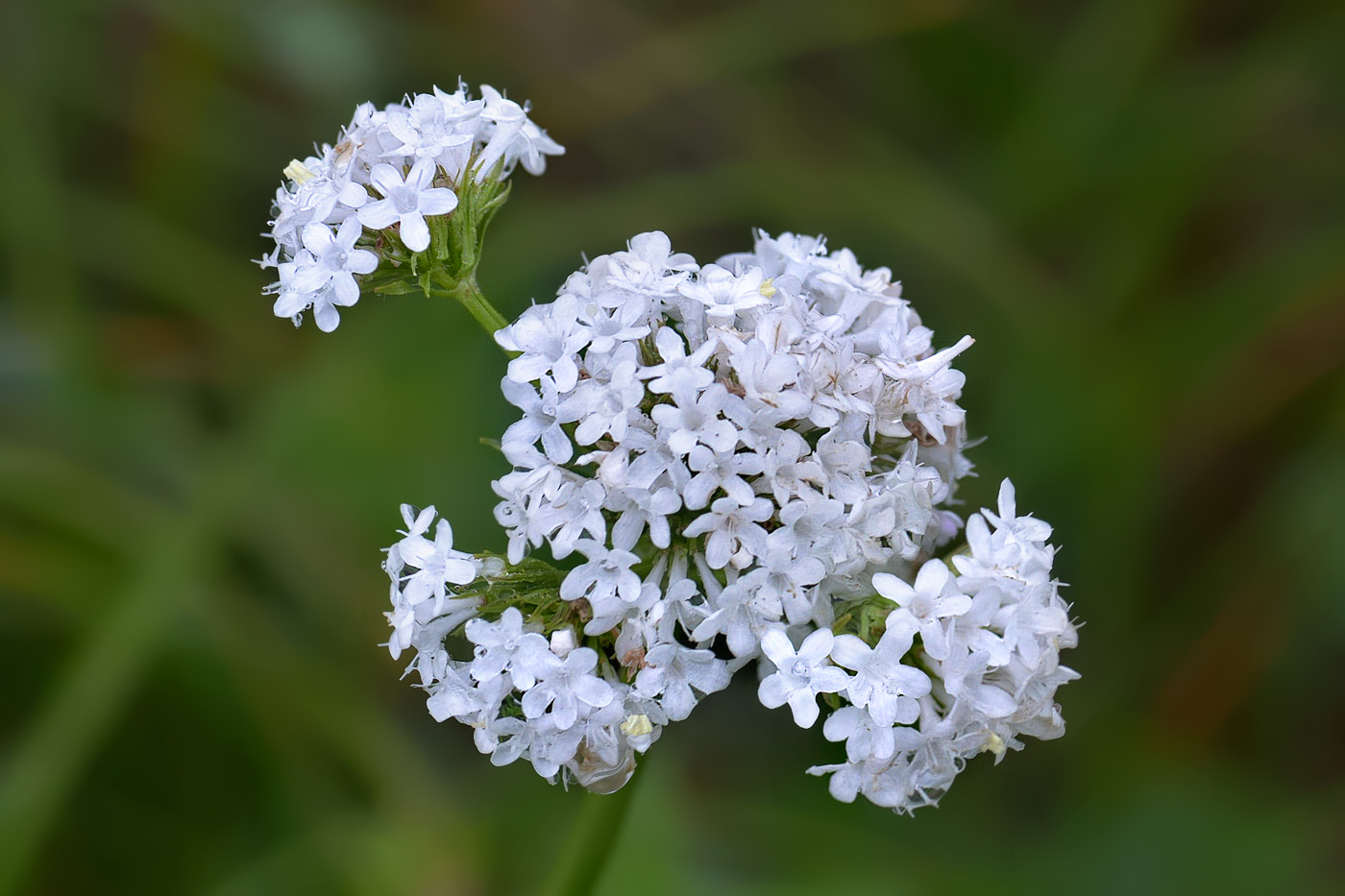 Изображение особи Valeriana alpestris.