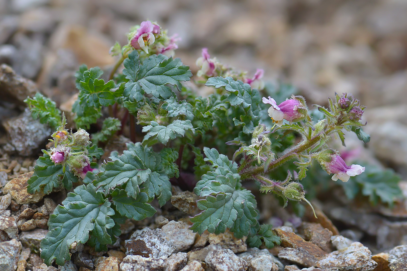 Изображение особи Scrophularia ruprechtii.