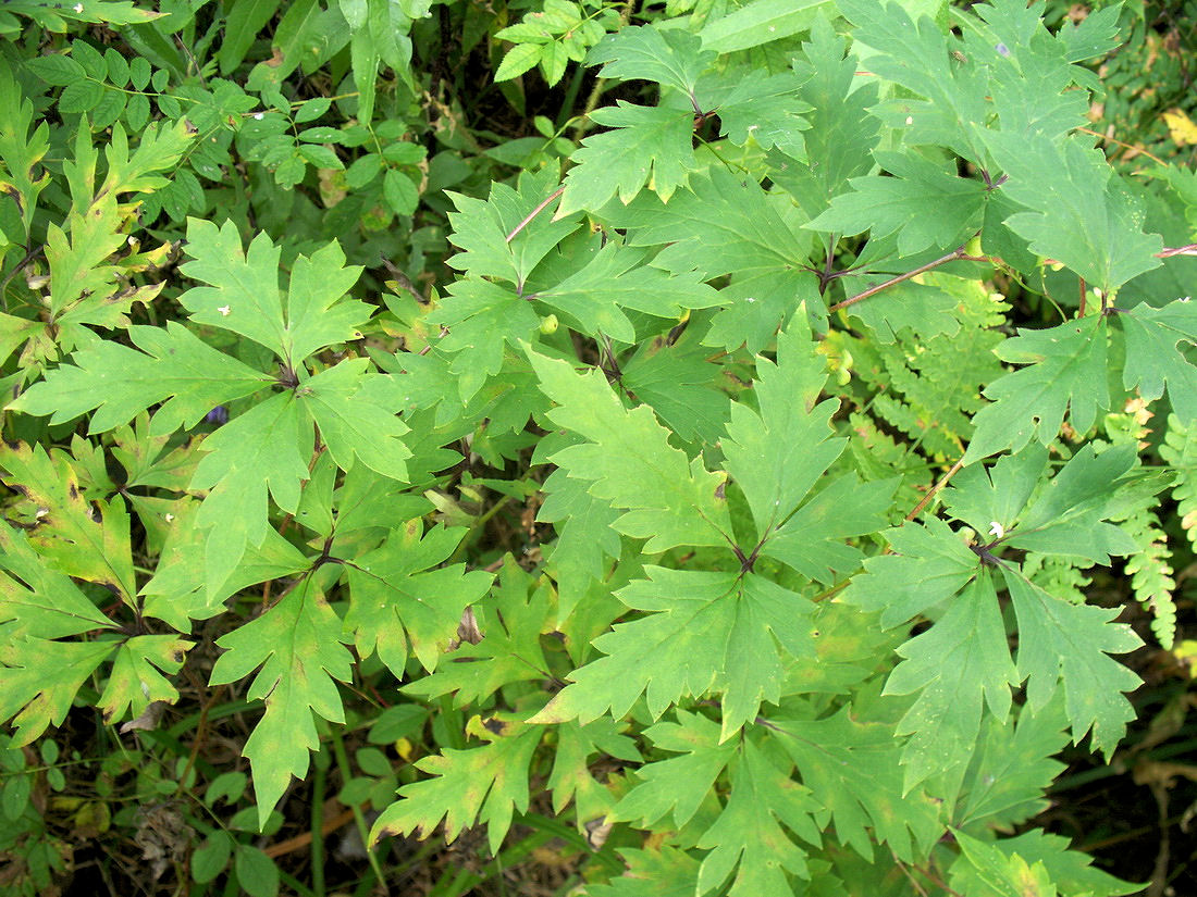 Изображение особи Aconitum consanguineum.