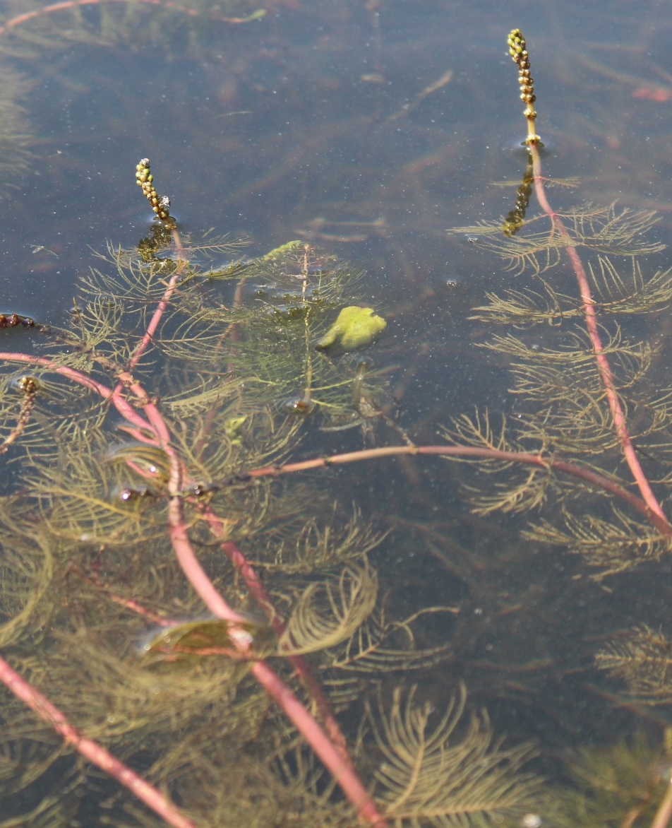 Image of Myriophyllum sibiricum specimen.