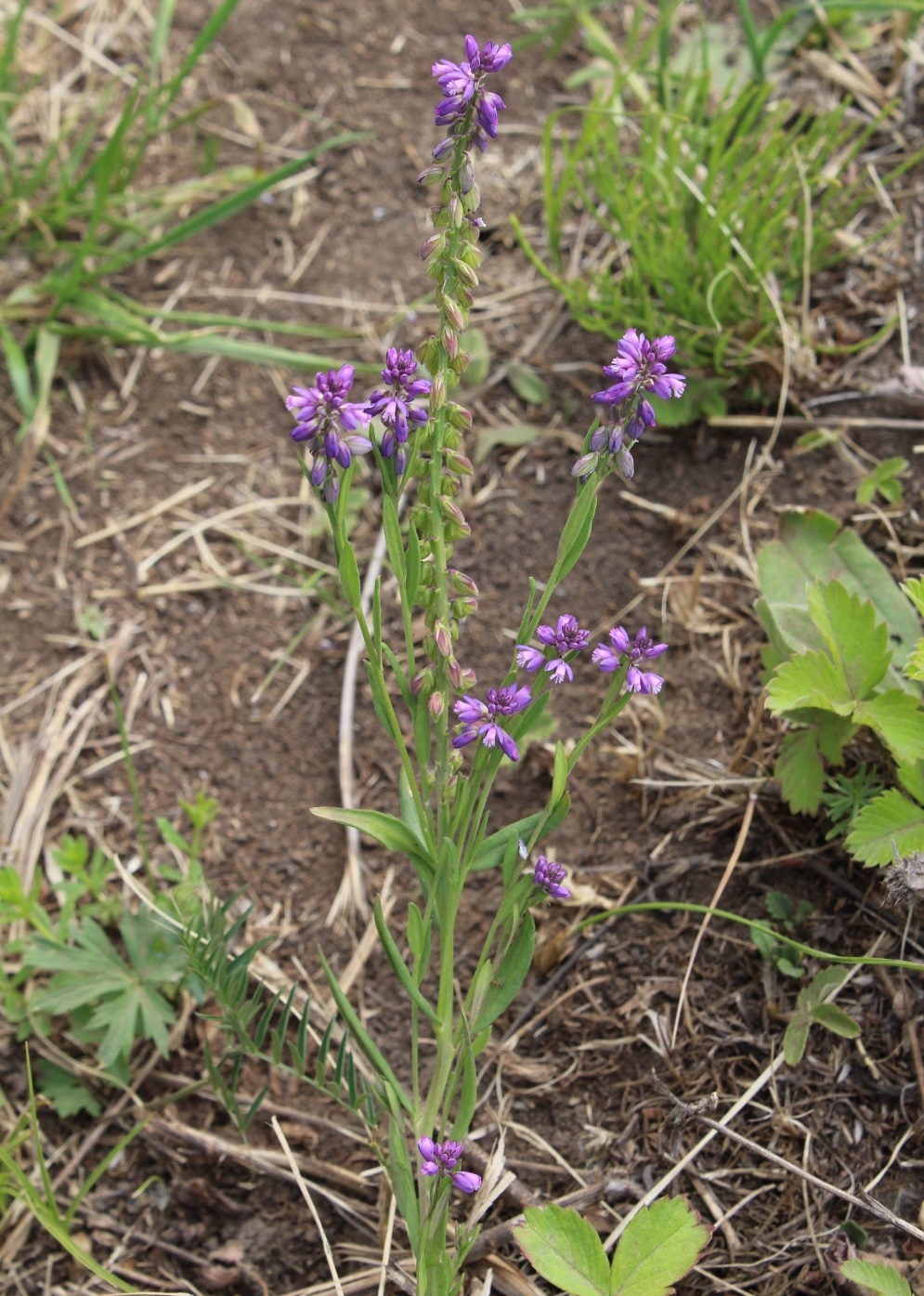 Image of Polygala comosa specimen.