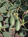 Capparis herbacea
