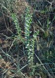 Linaria genistifolia