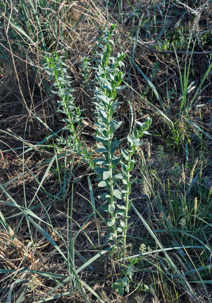 Изображение особи Linaria genistifolia.