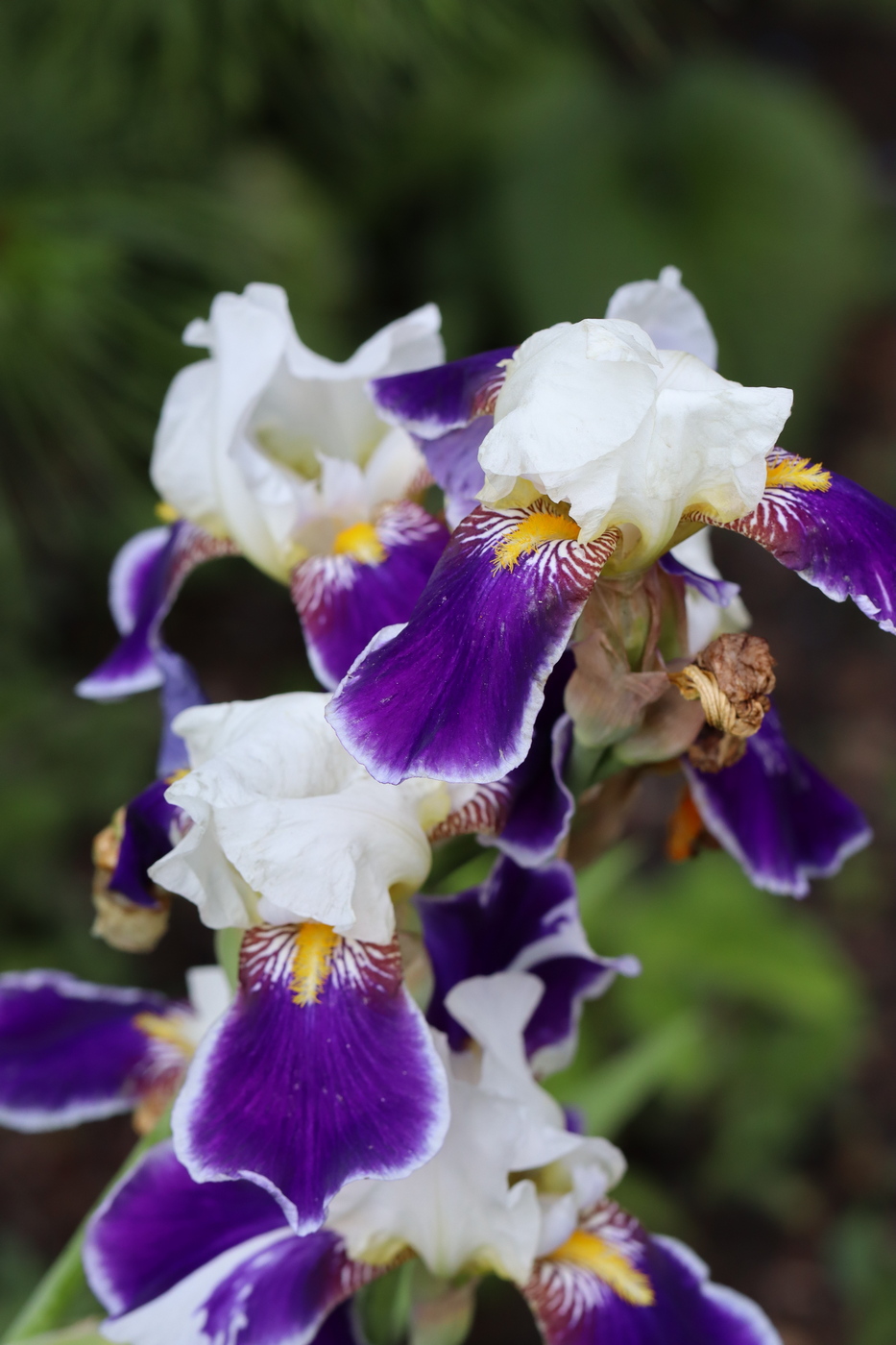 Image of Iris × hybrida specimen.