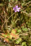 Geranium collinum. Верхушка цветущего растения. Казахстан, Алматинская обл, Заилийский Алатау, Тургеньское ущелье, 2400 м н.у.м., прогалина в еловом лесу. 19 сентября 2021 г.