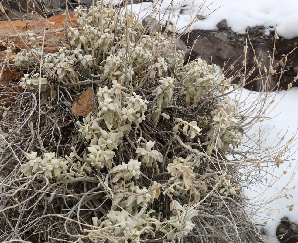 Изображение особи Stachys stschegleewii.