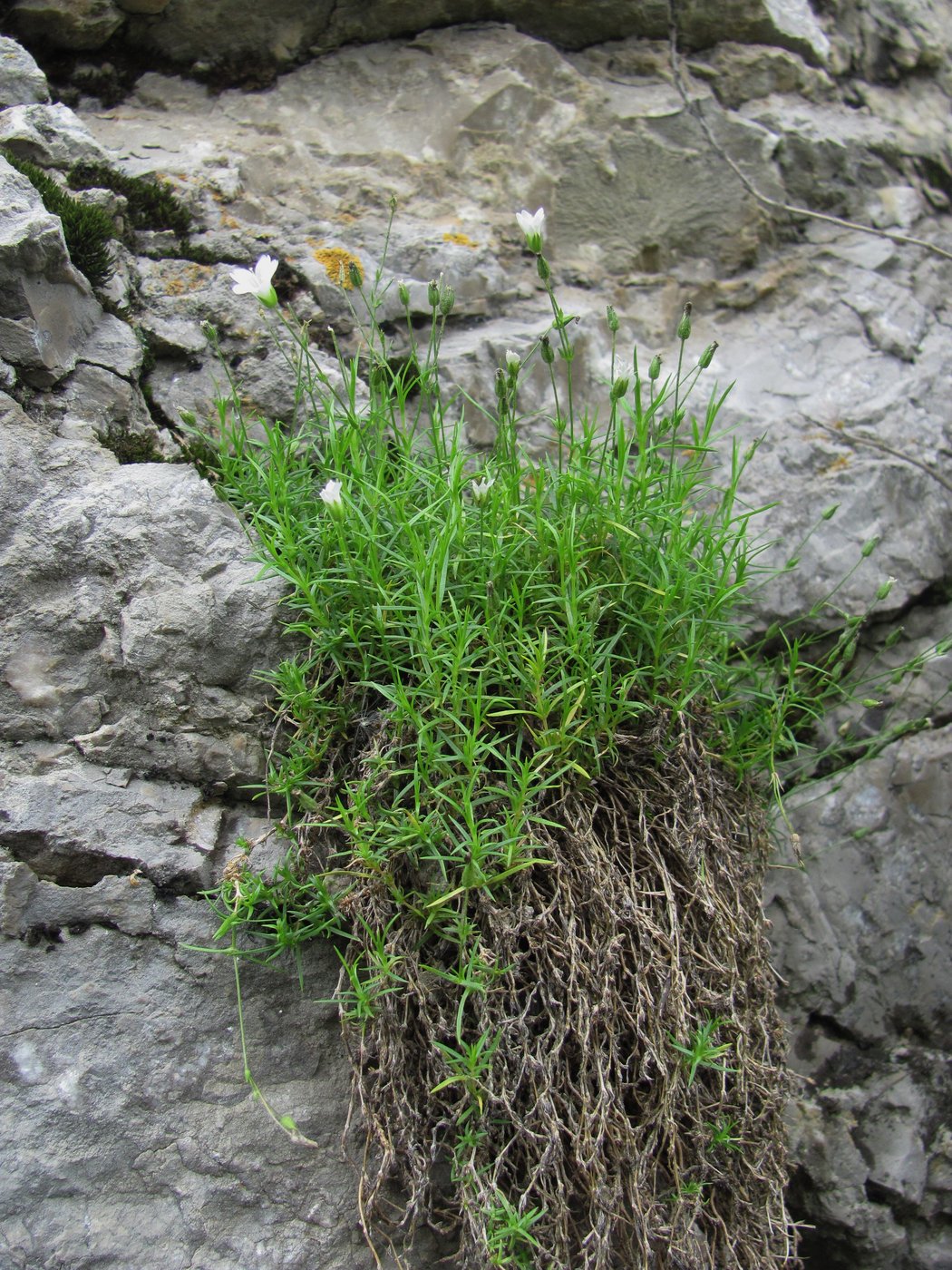 Image of Minuartia biebersteinii specimen.