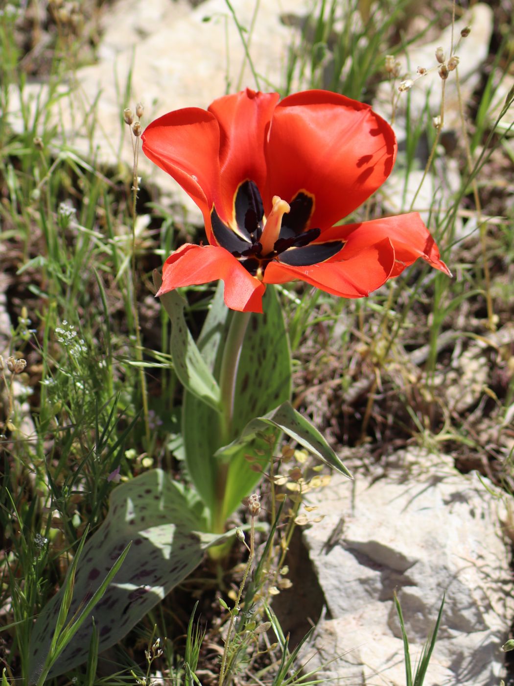 Image of Tulipa greigii specimen.