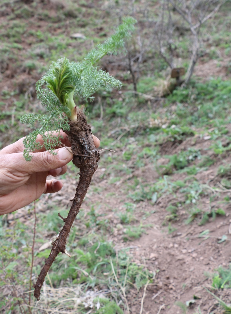 Изображение особи семейство Apiaceae.