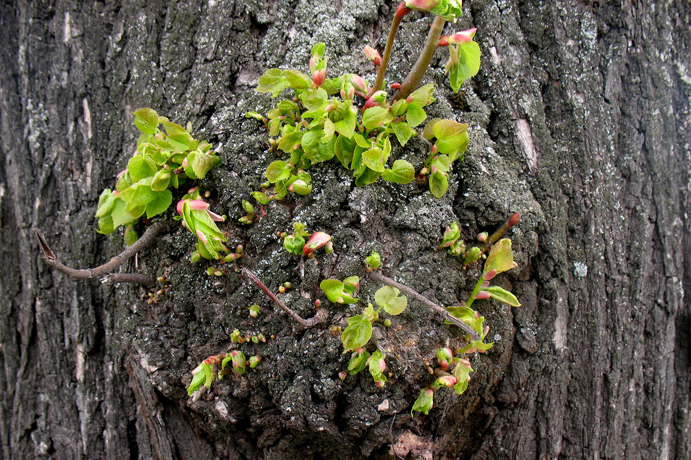 Изображение особи Tilia cordata.