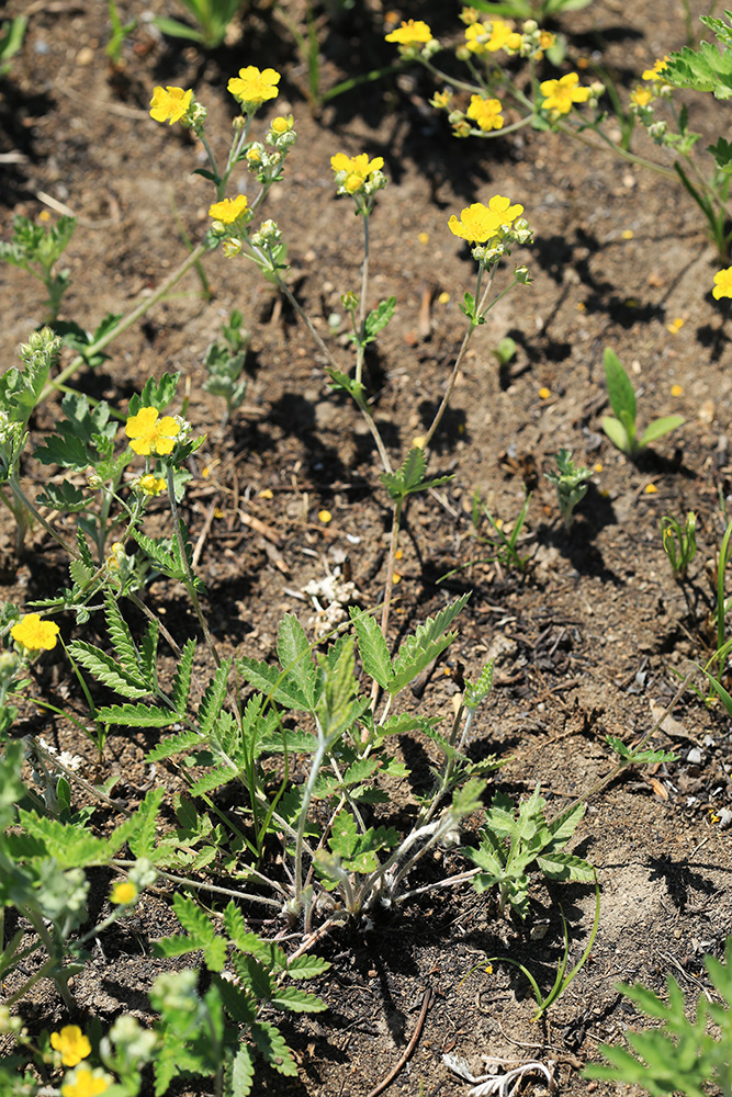 Image of Potentilla discolor specimen.