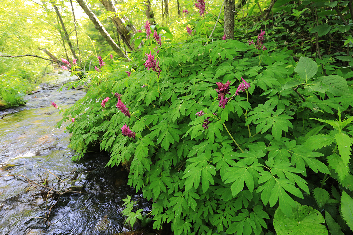 Image of Corydalis macrantha specimen.