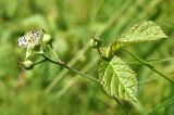 Rubus caesius. Цветок, бутоны и лист. Марий Эл, Звениговский р-н, Кокшайск, берег р. Волга, кустарниковые заросли. 09.08.2022.