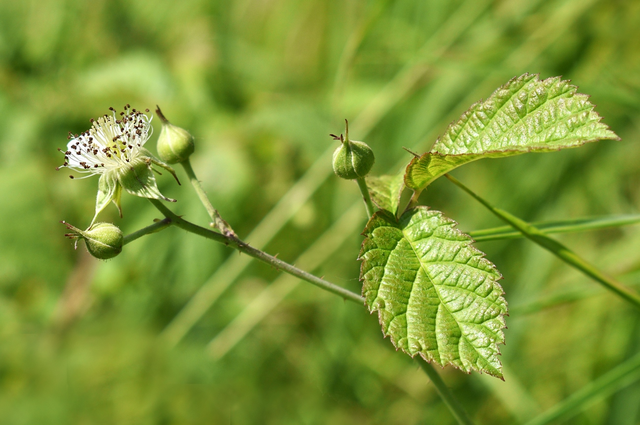 Изображение особи Rubus caesius.