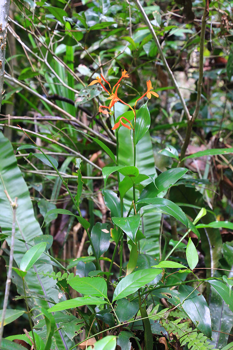 Изображение особи семейство Zingiberaceae.