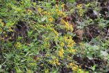 семейство Asteraceae. Побеги с соцветиями. Бутан, дзонгхаг Монгар, национальный парк \"Phrumsengla\". 05.05.2019.
