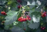 Crataegus sanguinea