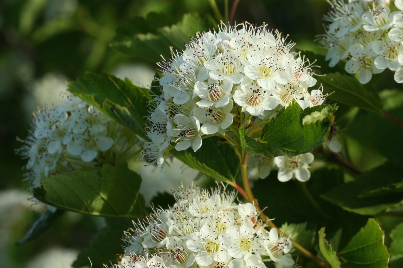 Image of Physocarpus opulifolius specimen.