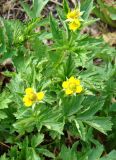 Geum aleppicum. Цветущее растение. Южная Якутия, Нерюнгринскй р-н, окр. пос. Чульман. 24.06.2008.