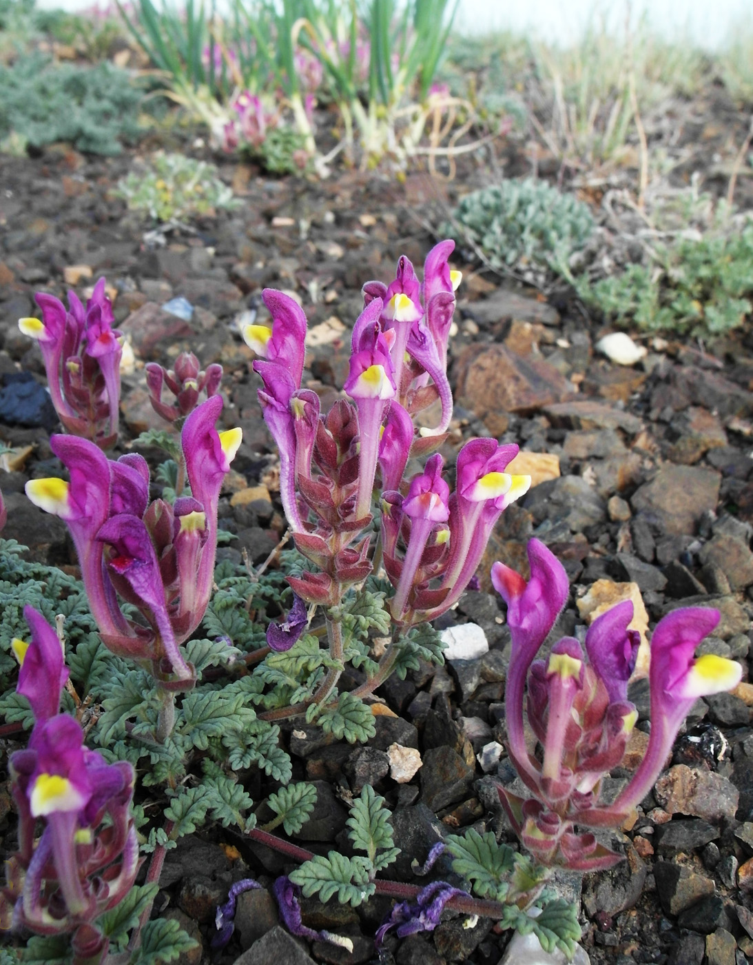 Image of Scutellaria turgaica specimen.