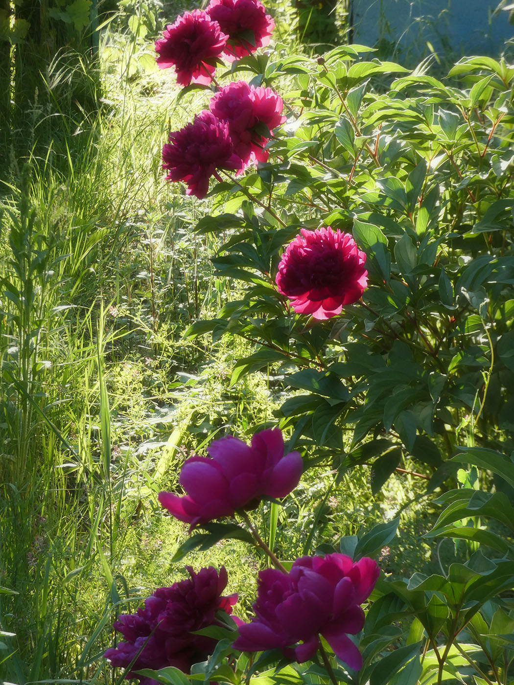 Image of Paeonia lactiflora specimen.