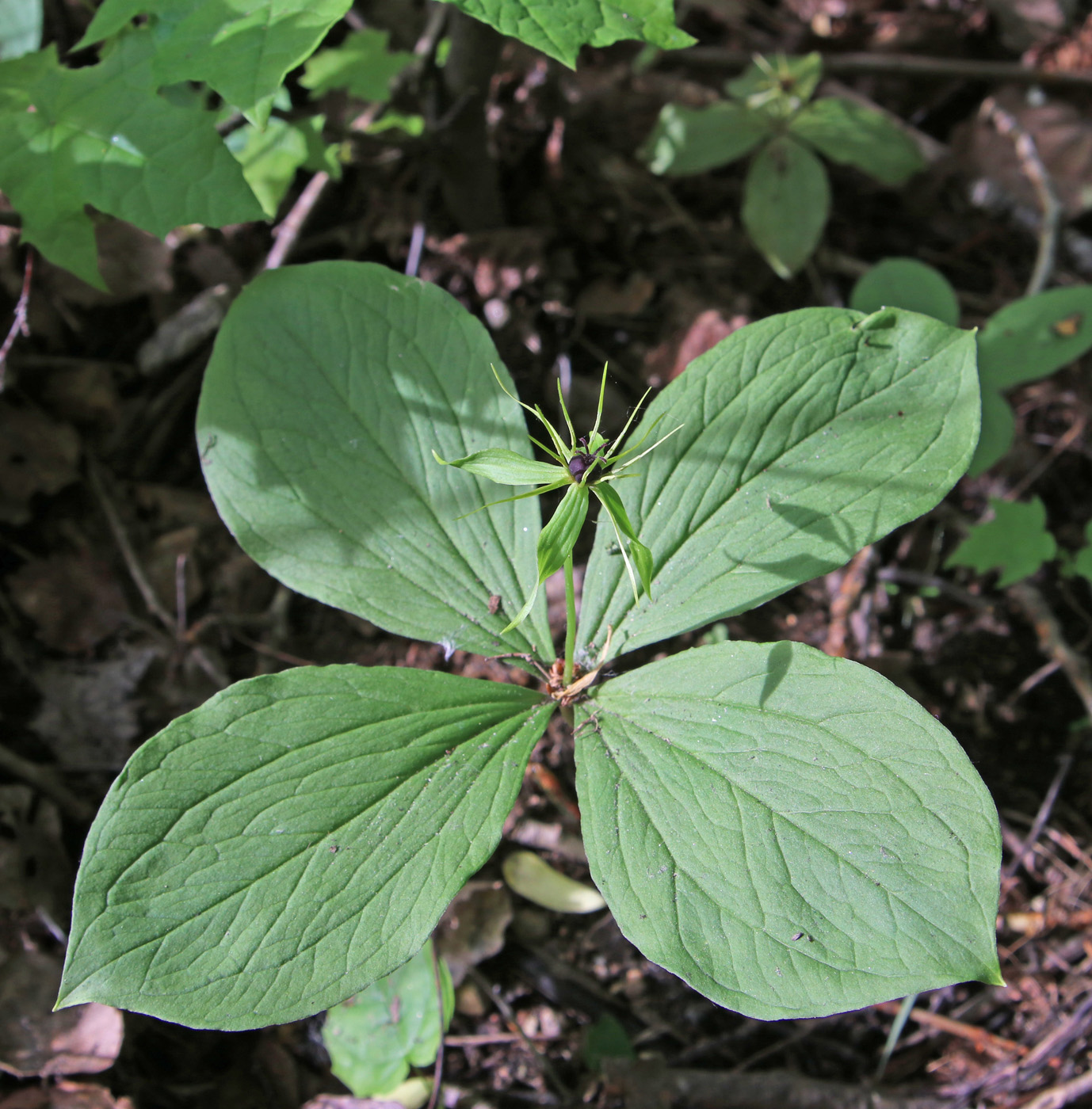 Изображение особи Paris quadrifolia.