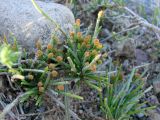 Ephedra regeliana