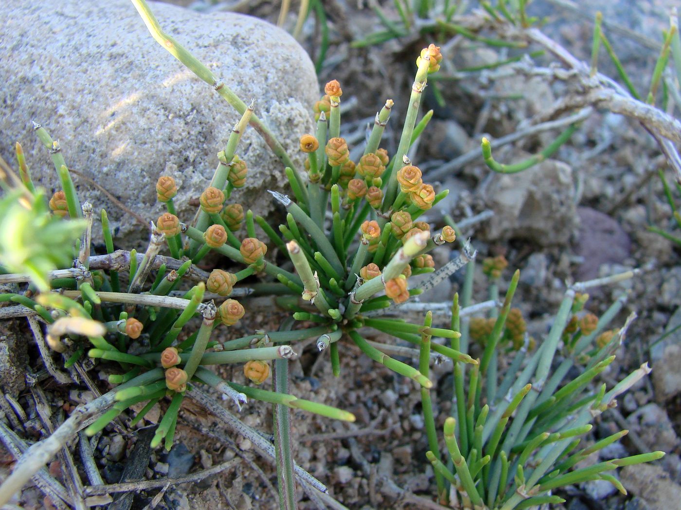 Image of Ephedra regeliana specimen.