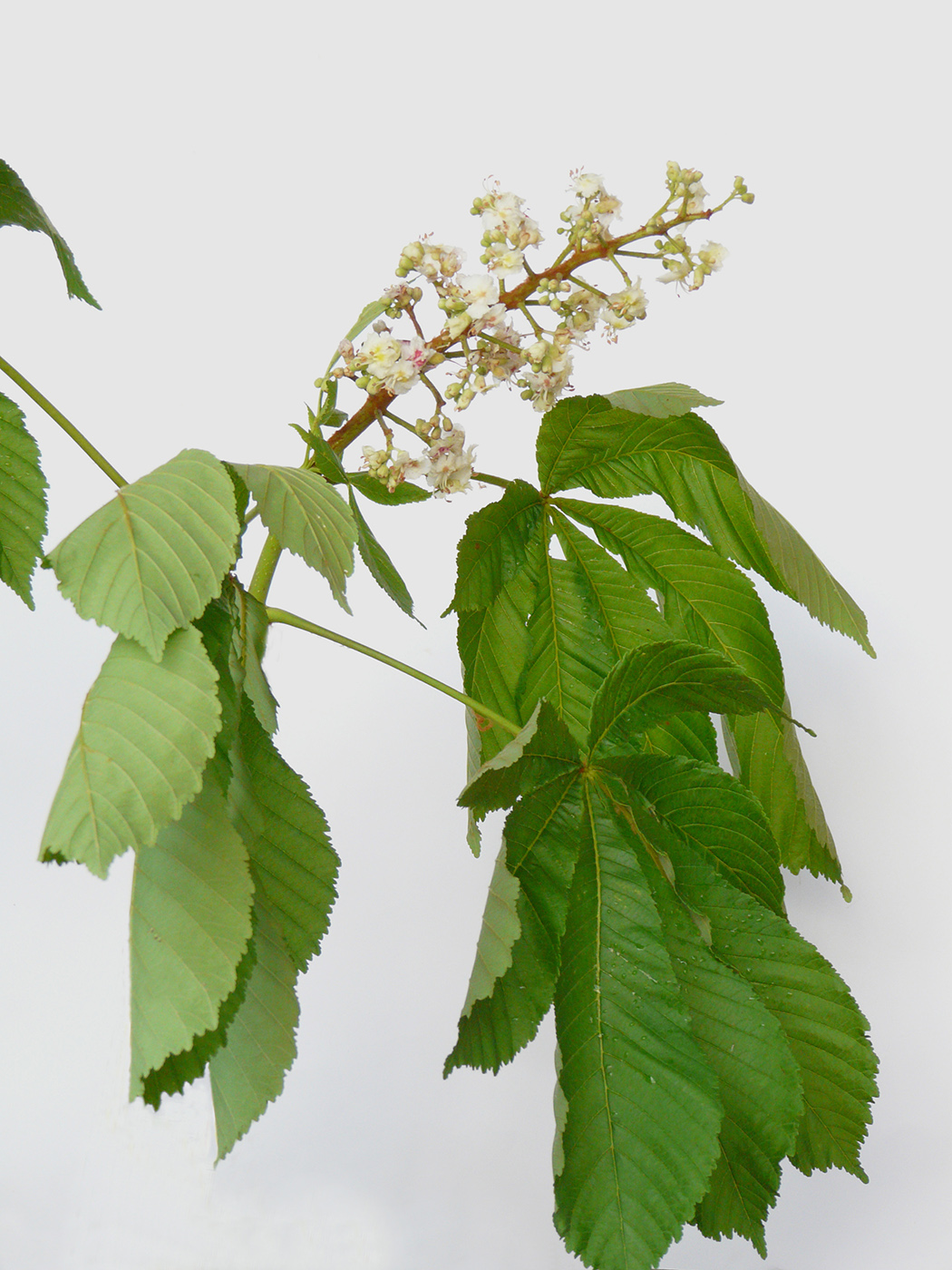 Image of Aesculus hippocastanum specimen.