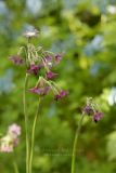 Primula alpicola