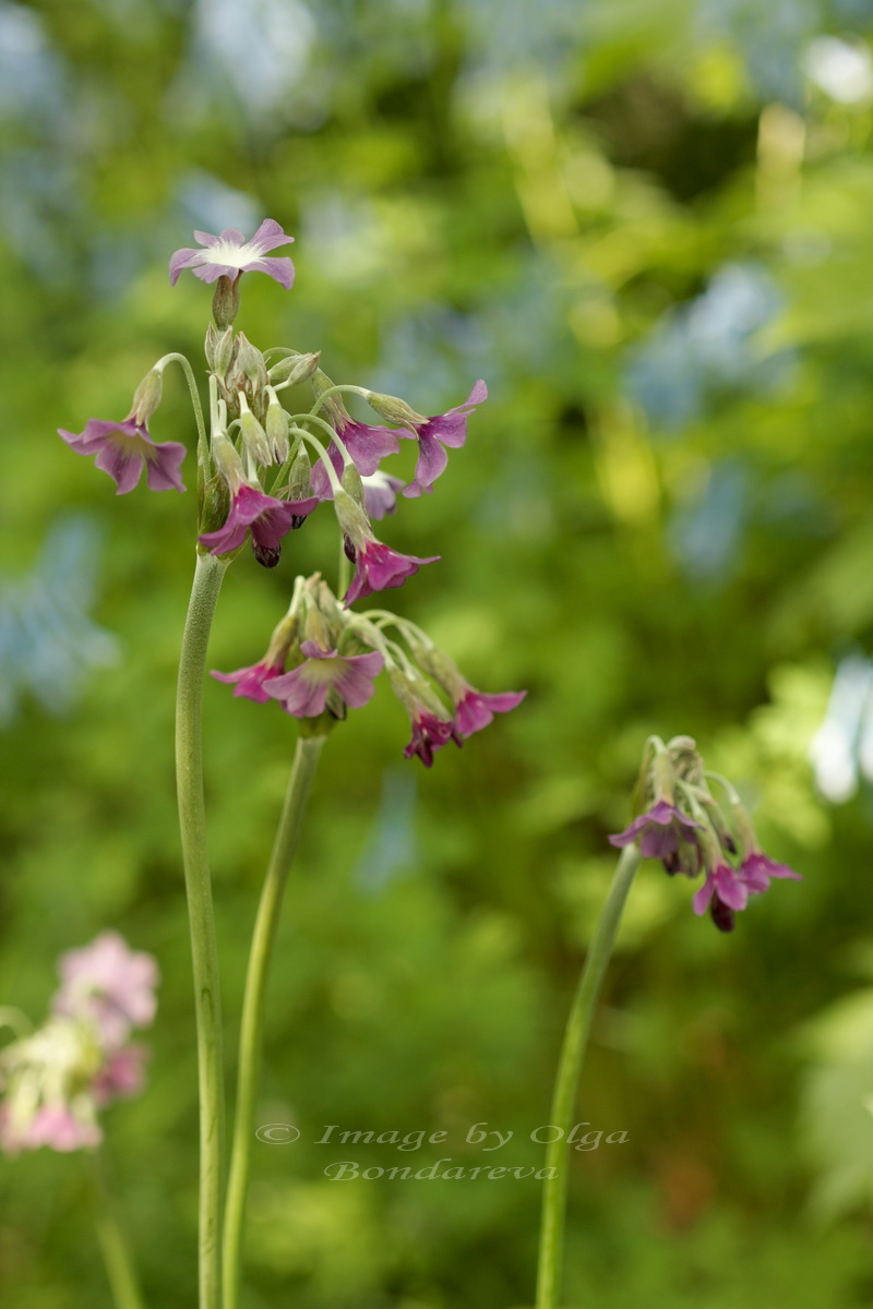 Image of Primula alpicola specimen.