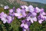 Linum hypericifolium. Цветки. Адыгея, Кавказский биосферный заповедник, гора Гузерипль, ≈ 2100 м н.у.м., субальпийский луг на вершине горы. 26.07.2015.