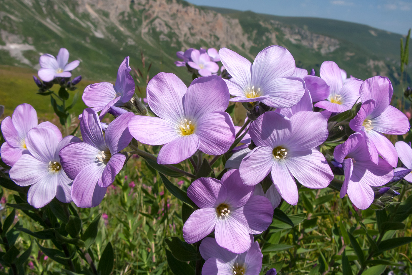 Image of Linum hypericifolium specimen.