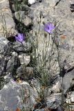 Campanula alberti. Цветущее растение на уступе скалы. Южный Казахстан, Таласский Алатау, ущелье Коксай, высота 2500 м н.у.м. 20.07.2010.