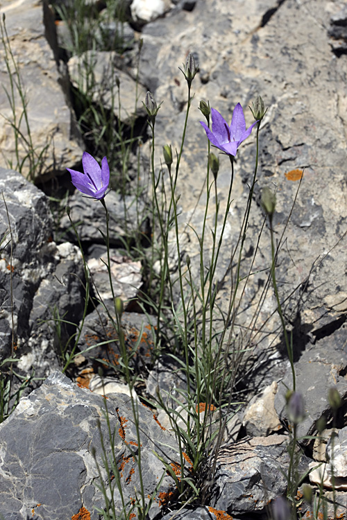 Изображение особи Campanula alberti.