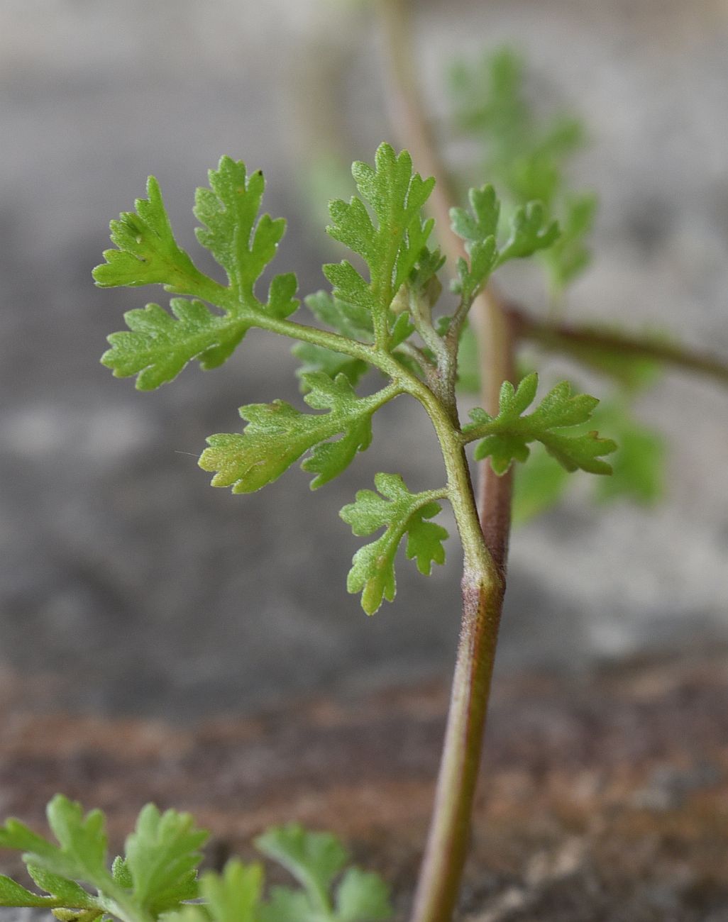 Изображение особи семейство Asteraceae.