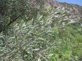 Olea europaea. Ветвь. Крым, Южный Берег, гора Аю-Даг, ЮЗ склон, шибляк с примесью Pinus pinea. 20.07.2018.