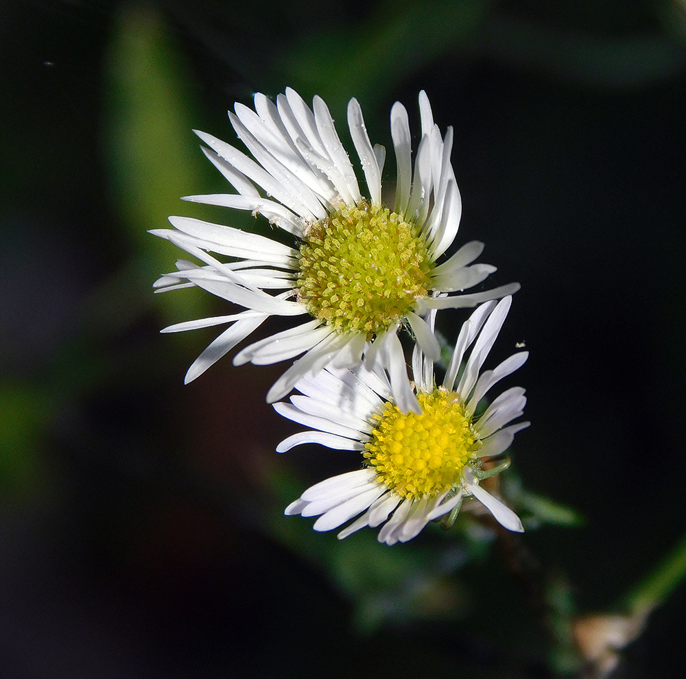 Изображение особи Erigeron annuus.